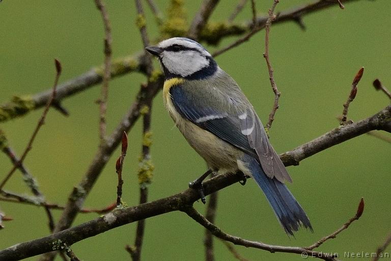 ENE-20130501-0105.jpg - [nl] Pimpelmees ( Parus caeruleus ) | Vareilles, Saône-et-Loire, Frankrijk[en] Blue Tit ( Parus caeruleus ) | Vareilles, Saône-et-Loire, France